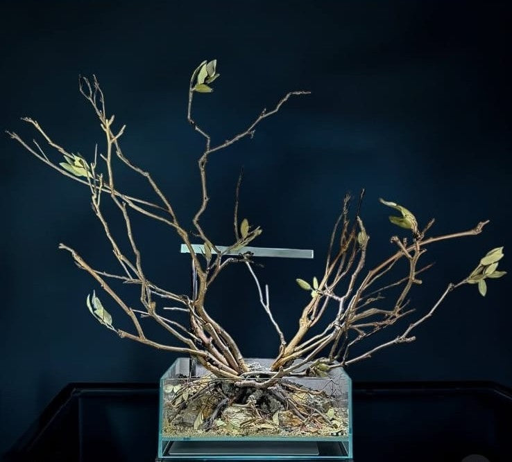 Ramo Curly 70-80 cm set di 3 pezzi