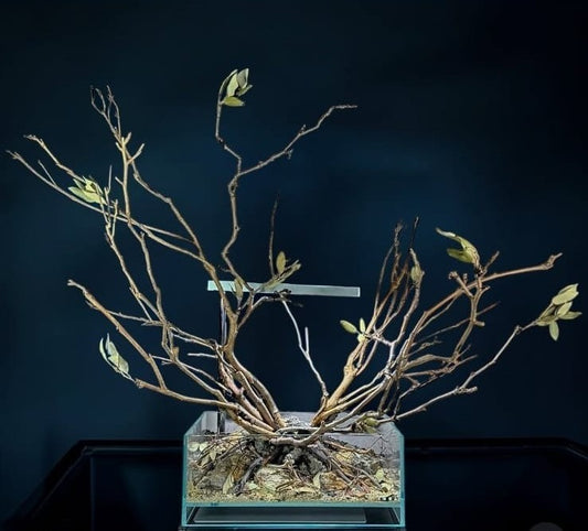 Ramo Curly 70-80 cm set di 3 pezzi